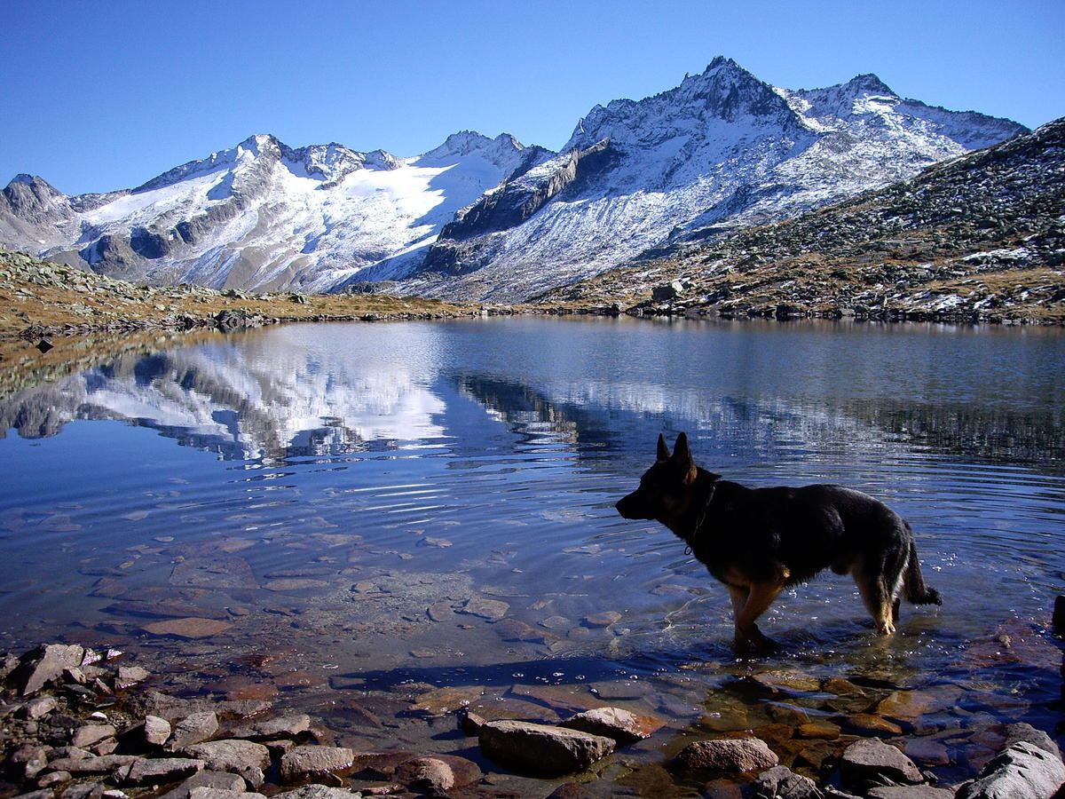 Strampflgut Daire Dorfgastein Dış mekan fotoğraf